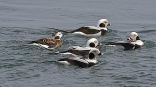 Five Long-tailed Ducks swimming in a group, the lead duck looking back toward the others. 