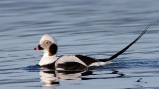 Long-tailed Duck