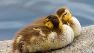 Two Mallard ducklings snoozing on a cement bank by the water, their beaks tucked beneath their wings