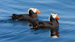 A pair of Tufted Puffins swim in clear blue water