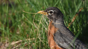 An American Robin carrying nesting material in its bill. 