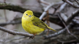A Northern Yellow Warbler sitting on a grey branch against a grey background.