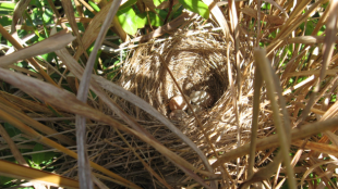 A nest in a tree, surrounded by branches