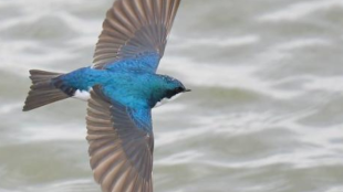 Una golondrina bicolor volando sobre el agua