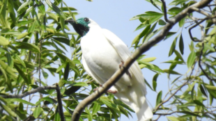 Bare-throated Bellbird stands perched on branch; green foliage in the background