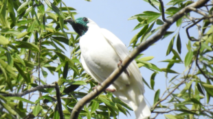 Un pájaro blanco con garganta negra y desnuda se posa en una rama; follaje verde en el fondo