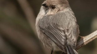 Un pajarito marrón llamado sastrecillo se sienta sobre una caña