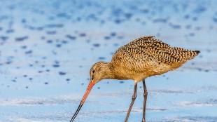 Marbled Godwit