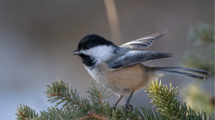 A Black-capped Chickadee perched in an evergreen tree.