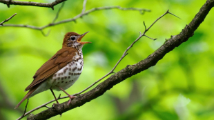 A Wood Thrush sings from a high branch with green foliage in the background.