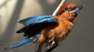 A Guam Kingfisher photographed at the zoo with wings outstretched