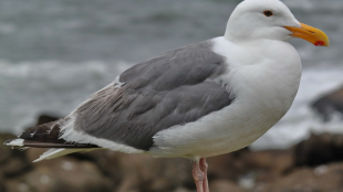 American Herring Gull stands oceanside, water and rocks in the background