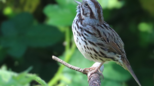 A Song Sparrow sings from a perch against a green background.