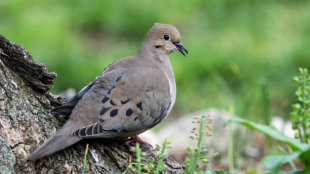 A Mourning Dove standing on a piece of wood against a green background.