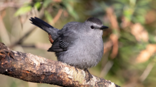 A Gray Catbird perches on a branch with tail cocked with leaves in the background