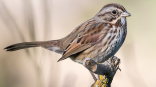 Song Sparrow perched on tree branch