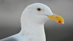 A headshot of an adult American Herring Gull.