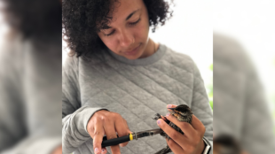A photo of Sharon Dorsey applying a band to the leg of a Red-winged Blackbird.