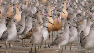 Mixed flock of Willets and Marbled Godwits