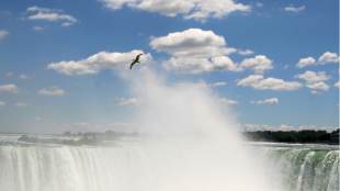 A gull in silhouette over Niagara Falls with blue skies and puffy clouds in the background 