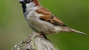 House Sparrow stands on tree stump
