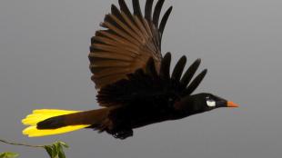 Montezuma Oropendola