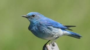 Mountain Bluebird