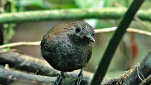 Small dark brownish grey bird with dark eyes, looking toward the viewer.