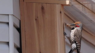 Northern Flicker nestbox on house