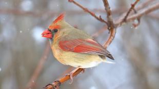 Female Northern Cardinal with no tail. She is perched on a branch, with a few snowflakes falling down past her.