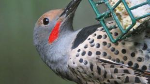 Northern Flicker at suet cage