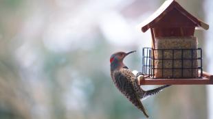 Northern Flicker