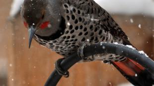 Northern Flicker perched on metal birdfeeder structure in a snowy yard