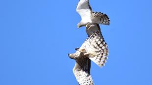 A male and a female Northern Harrier "sky dancing" with each other against a clear blue sky