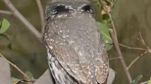 Northern Pygmy Owl, showing "eyes" on back of head