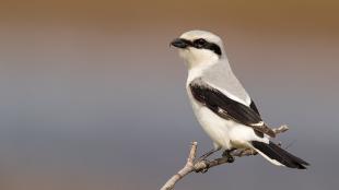 A Northern Shrike, showing black horizontal stripe "mask" across its eye, while perched on a twig