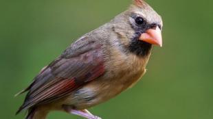 Female Northern Cardinal