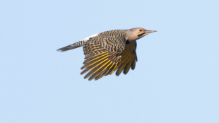 Northern Flicker in flight with a light blue sky in the background