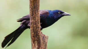 Common Grackle faces right, perched on branch