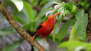 An ‘i‘iw perches on a branch