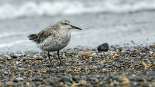 A Red Knot standing on a rocky shoreline