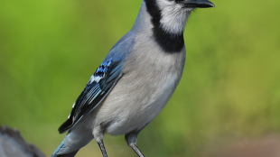 A Blue Jay perched in front of a green backdrop. 