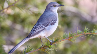 A Northern Mockingbird perches on a thin branch