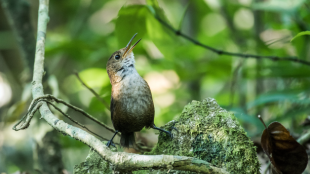 Un cuevero de nava cantando en el bosque. 