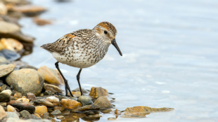 Western Sandpiper stands at water's edge, looking into water