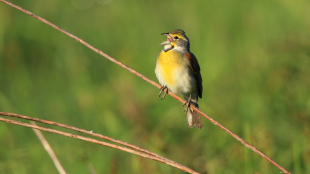 Dickcissel perches on long twig, beak open