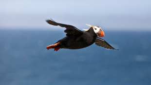 Tufted Puffin glides through the air