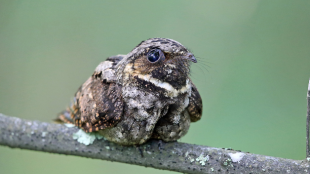 A whip-poor-will perched on a thin branch against a green background.