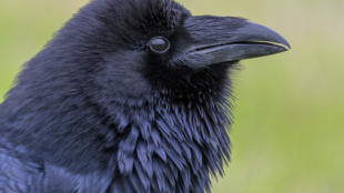 A close-up view of a Common Raven