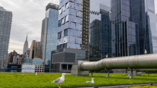 Herring Gulls on the roof of the Javits Center